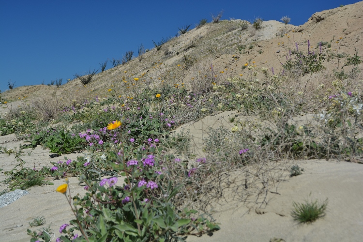 wildflowers